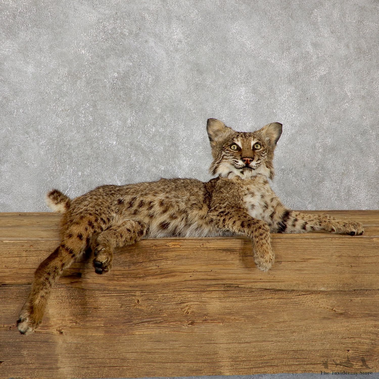 Laying Bobcat Life Size Mount #19493 For Sale @ The Taxidermy Store