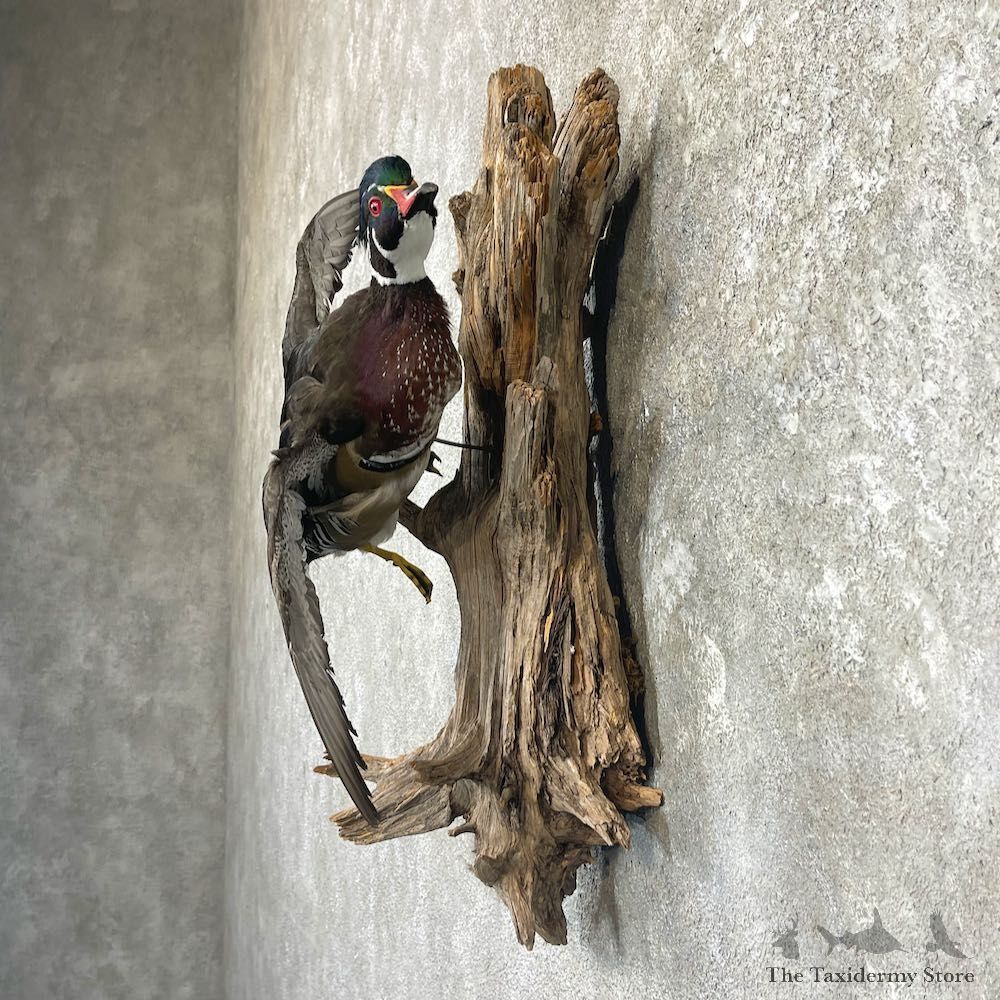 Wood Duck Drake Taxidermy Mount For Sale #26491 @ The Taxidermy Store