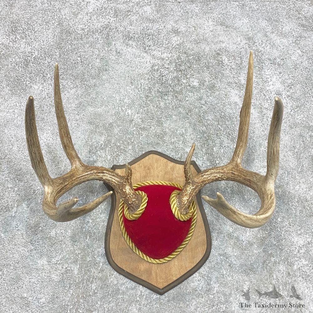 Whitetail Deer Antler Plaque Mount For Sale #22299 @ The Taxidermy Store