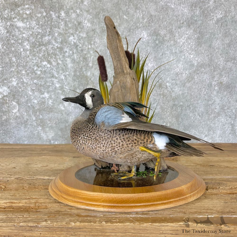 Blue Winged Teal Duck Mount For Sale #26653 @ The Taxidermy Store