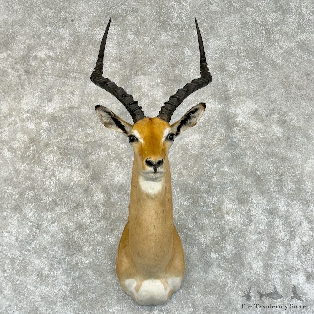 South African Impala Shoulder Mount For Sale #29218 @ The Taxidermy Store