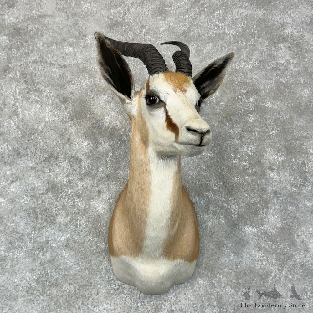Cape Springbok Shoulder Mount For Sale #29580 @ The Taxidermy Store