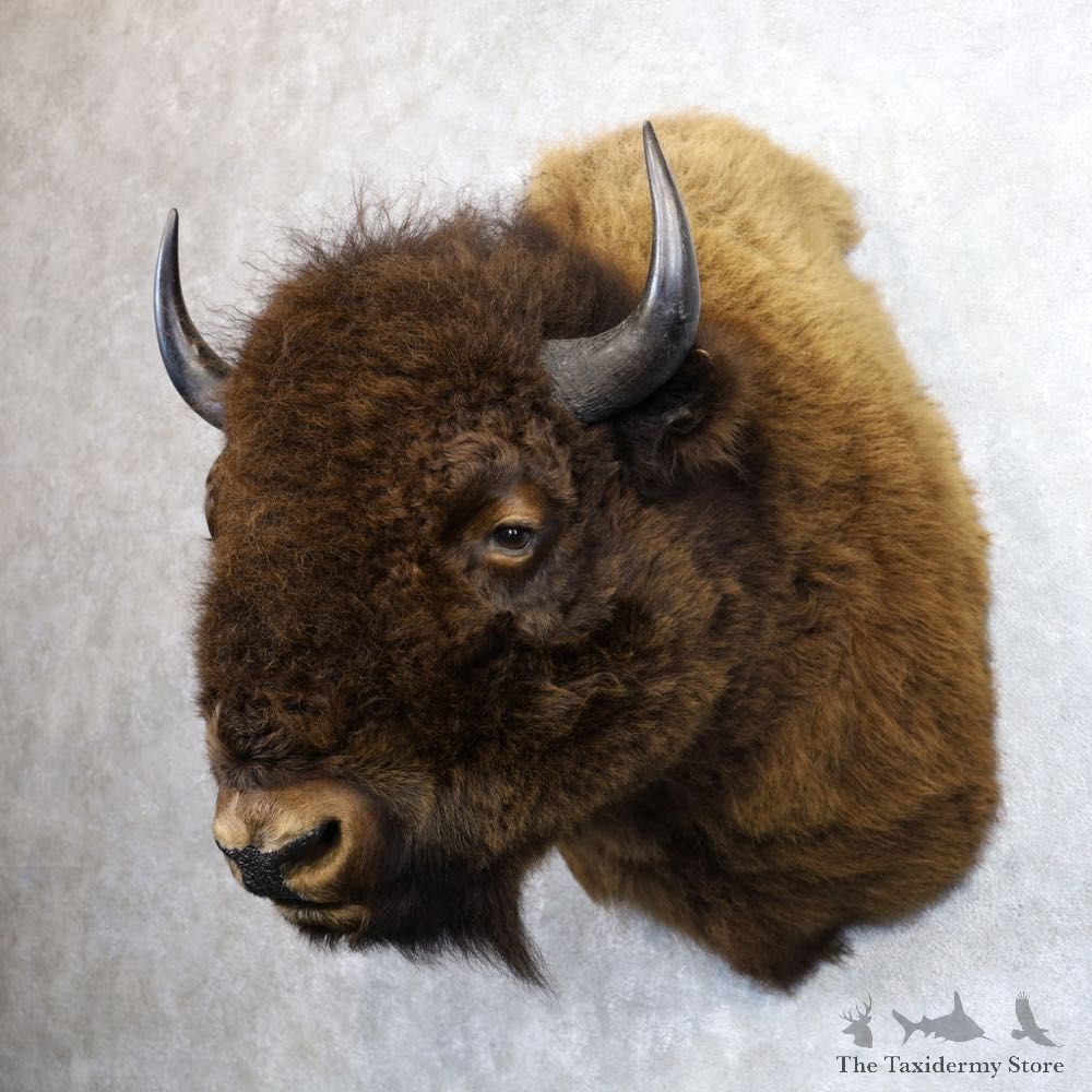 American Buffalo Shoulder Mount For Sale #22144 @ The Taxidermy Store
