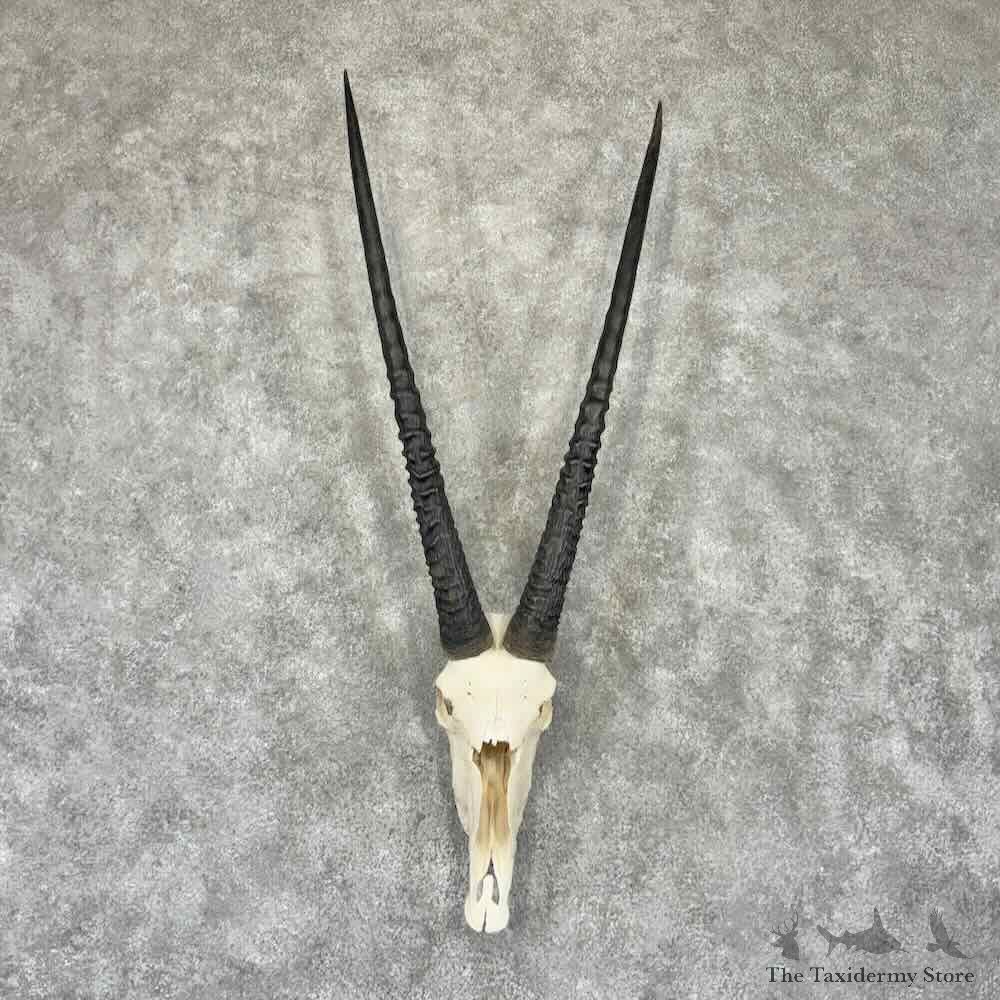 Gemsbok Skull European Mount For Sale #32316 @ The Taxidermy Store