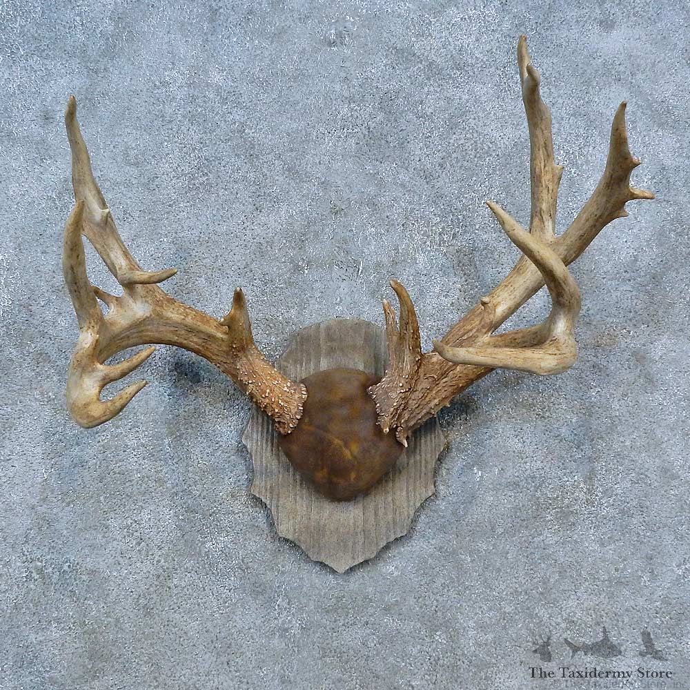 Whitetail Deer Antler Plaque Mount For Sale #15302 @ The Taxidermy Store