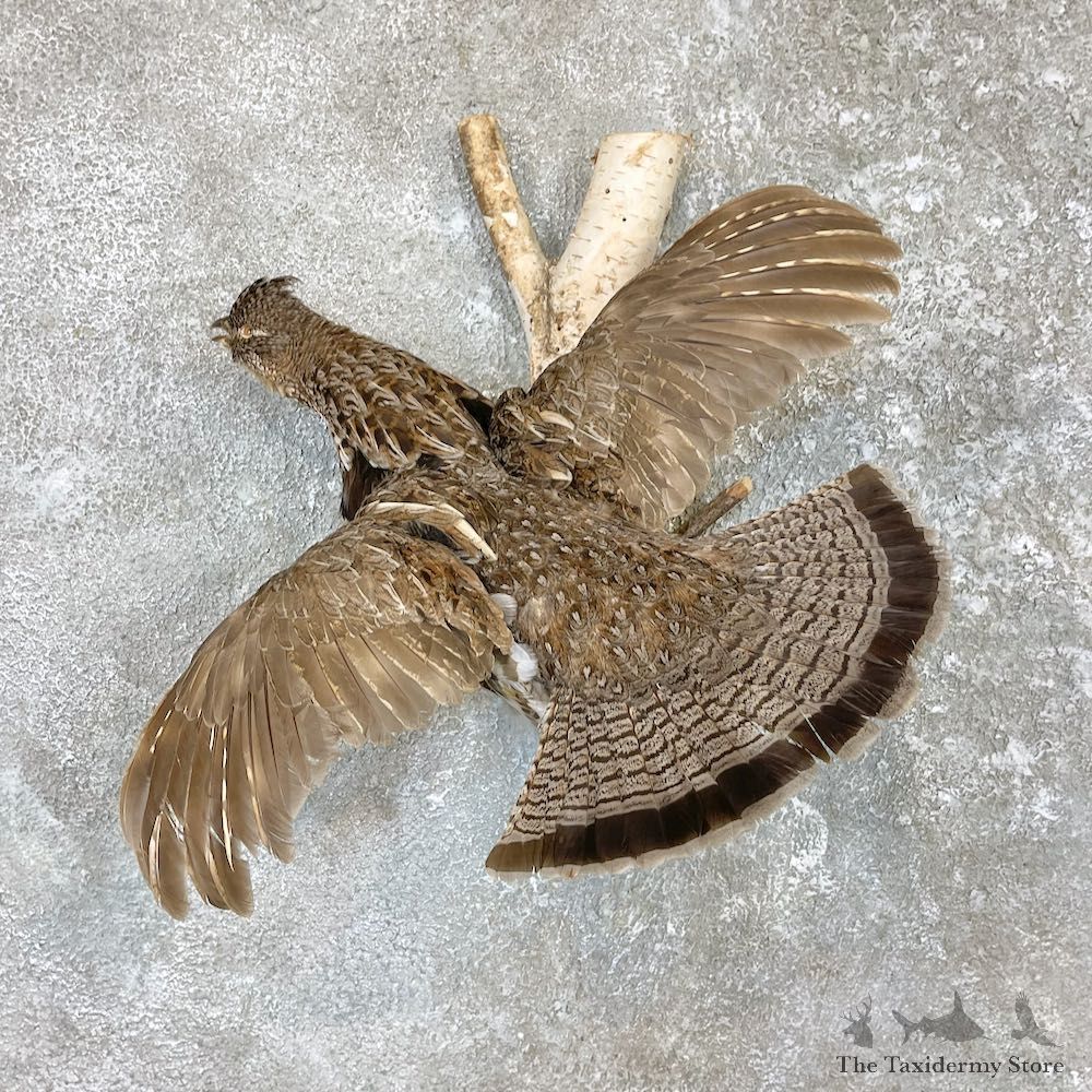 Ruffed Grouse Bird Mount For Sale #26577 @ The Taxidermy Store