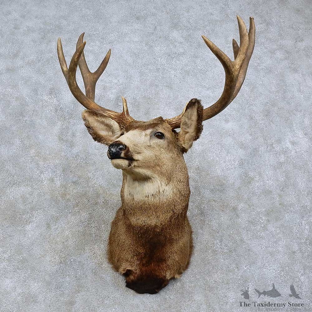 Mule Deer Taxidermy Shoulder Mount For Sale #15803 @ The Taxidermy Store