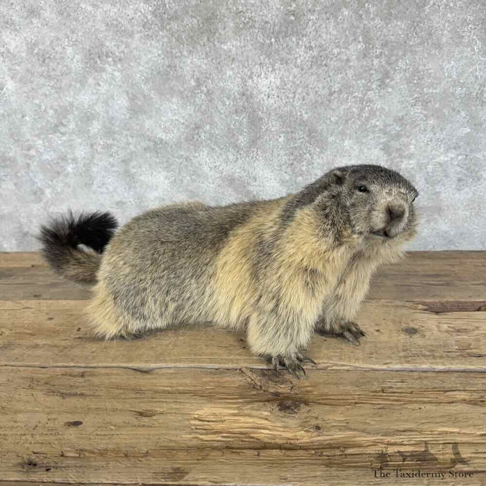 Yellow-Bellied Marmot Life-Size Mount For Sale #30712 @ The Taxidermy Store