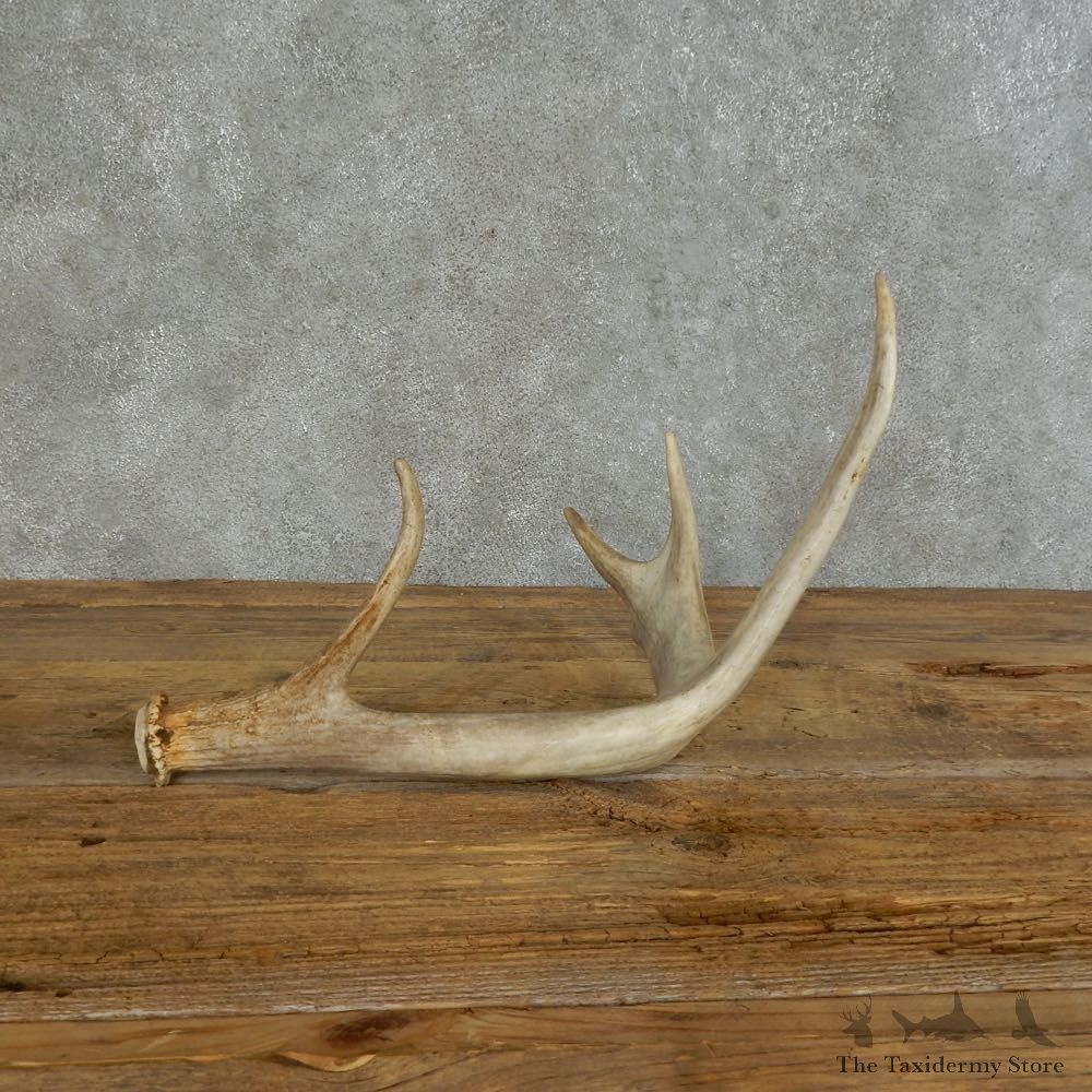 Whitetail Deer Antler Shed For Sale #16150 @ The Taxidermy Store