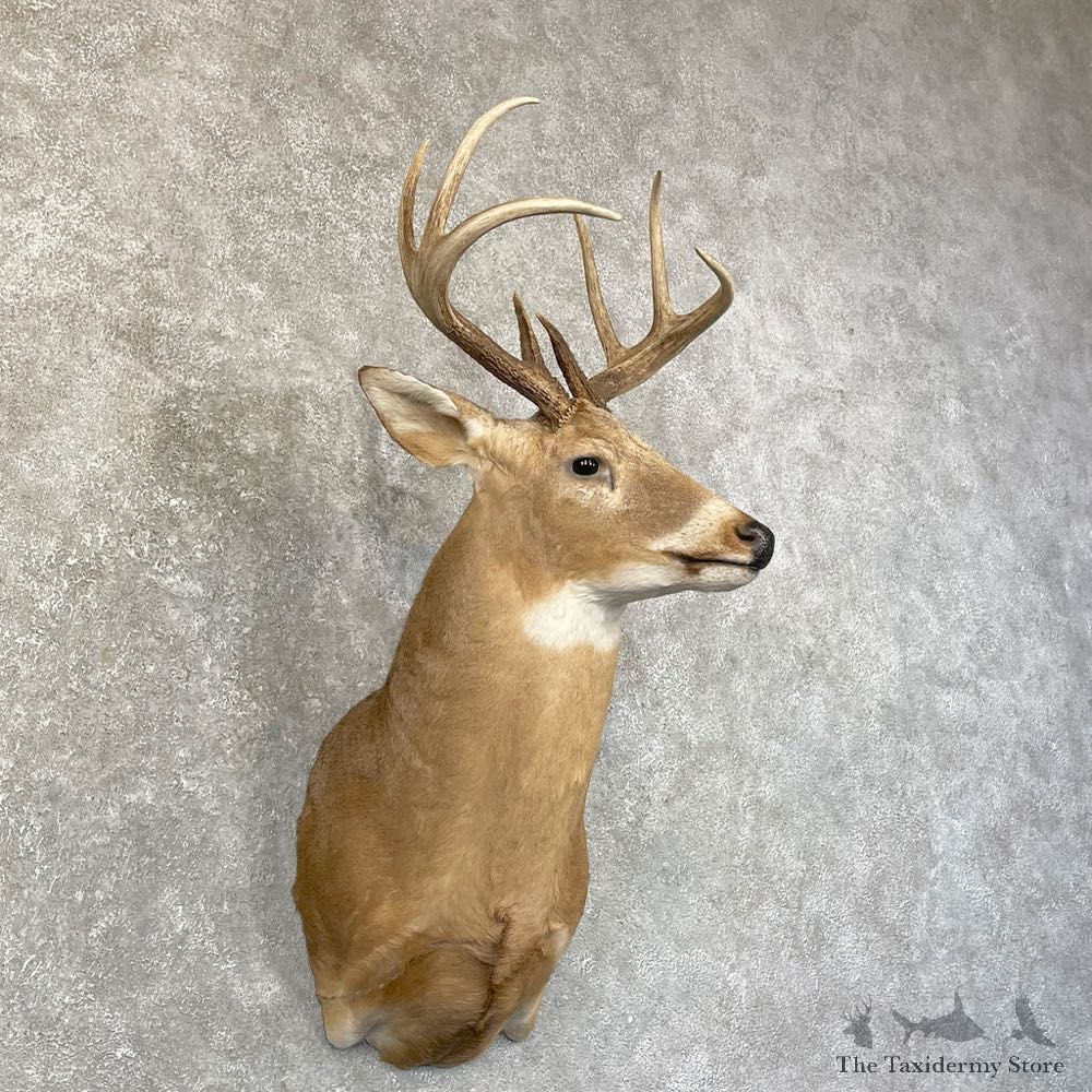 Whitetail Deer Shoulder Mount #24598 For Sale - The Taxidermy Store