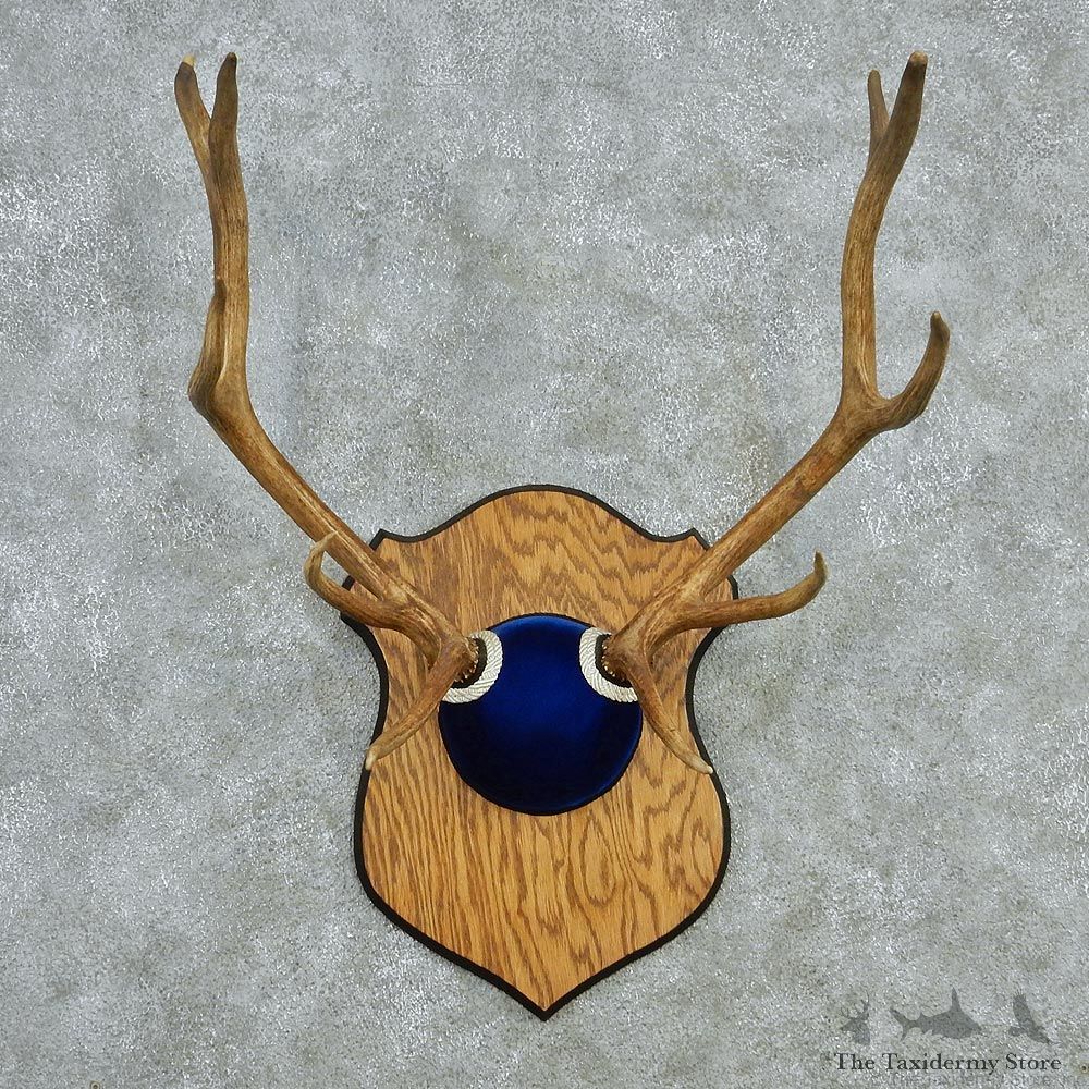 Elk Blue Suede Taxidermy Mount #13004 For Sale @ The Taxidermy Store