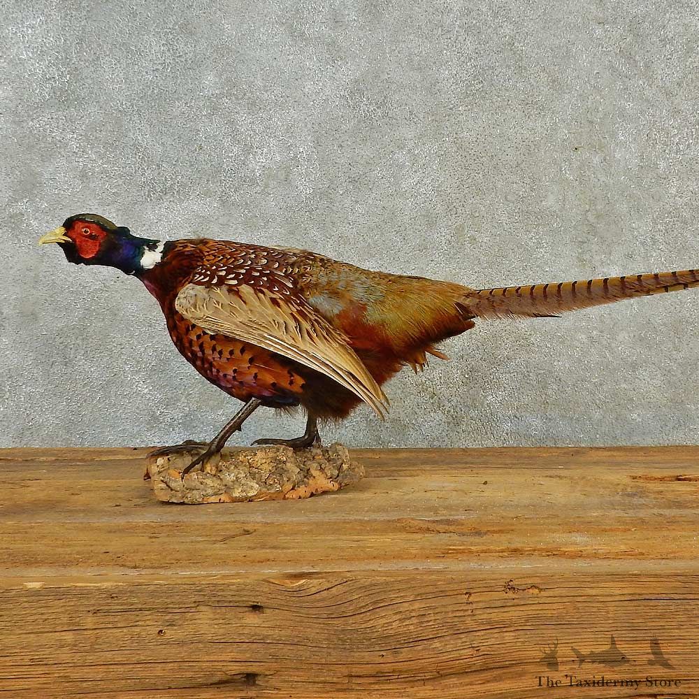 Ringneck Pheasant Bird Mount For Sale #16574 @ The Taxidermy Store