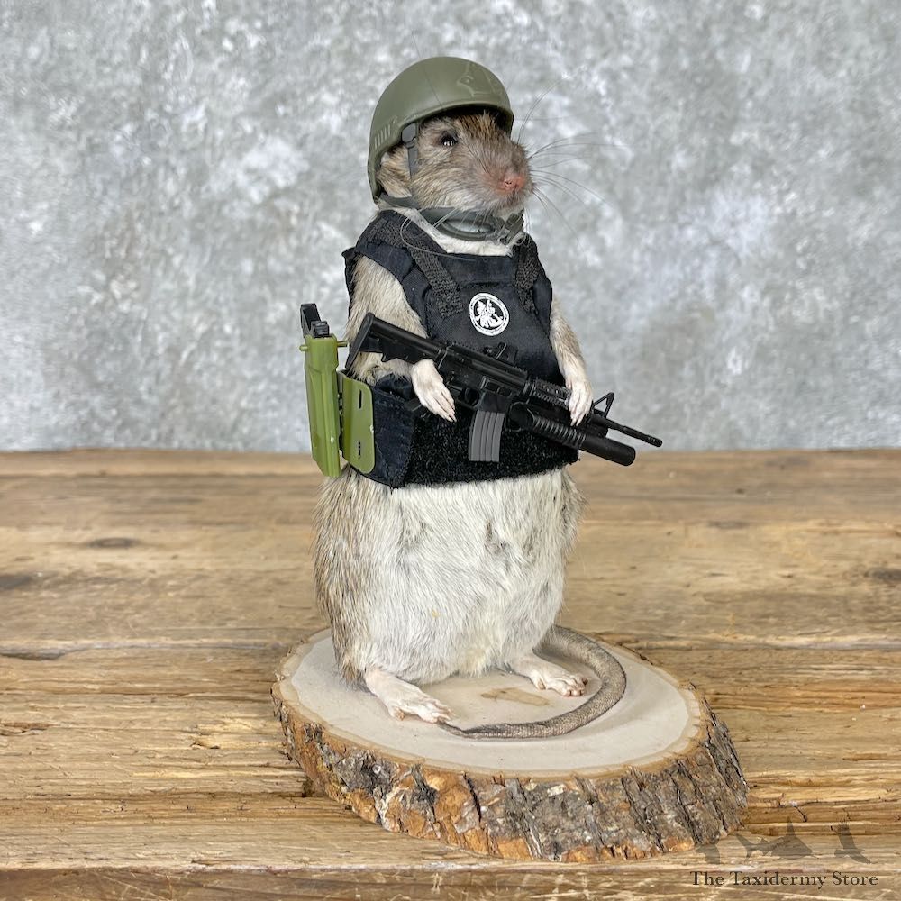 Tactical Rat Novelty Mount For Sale #26551 @ The Taxidermy Store