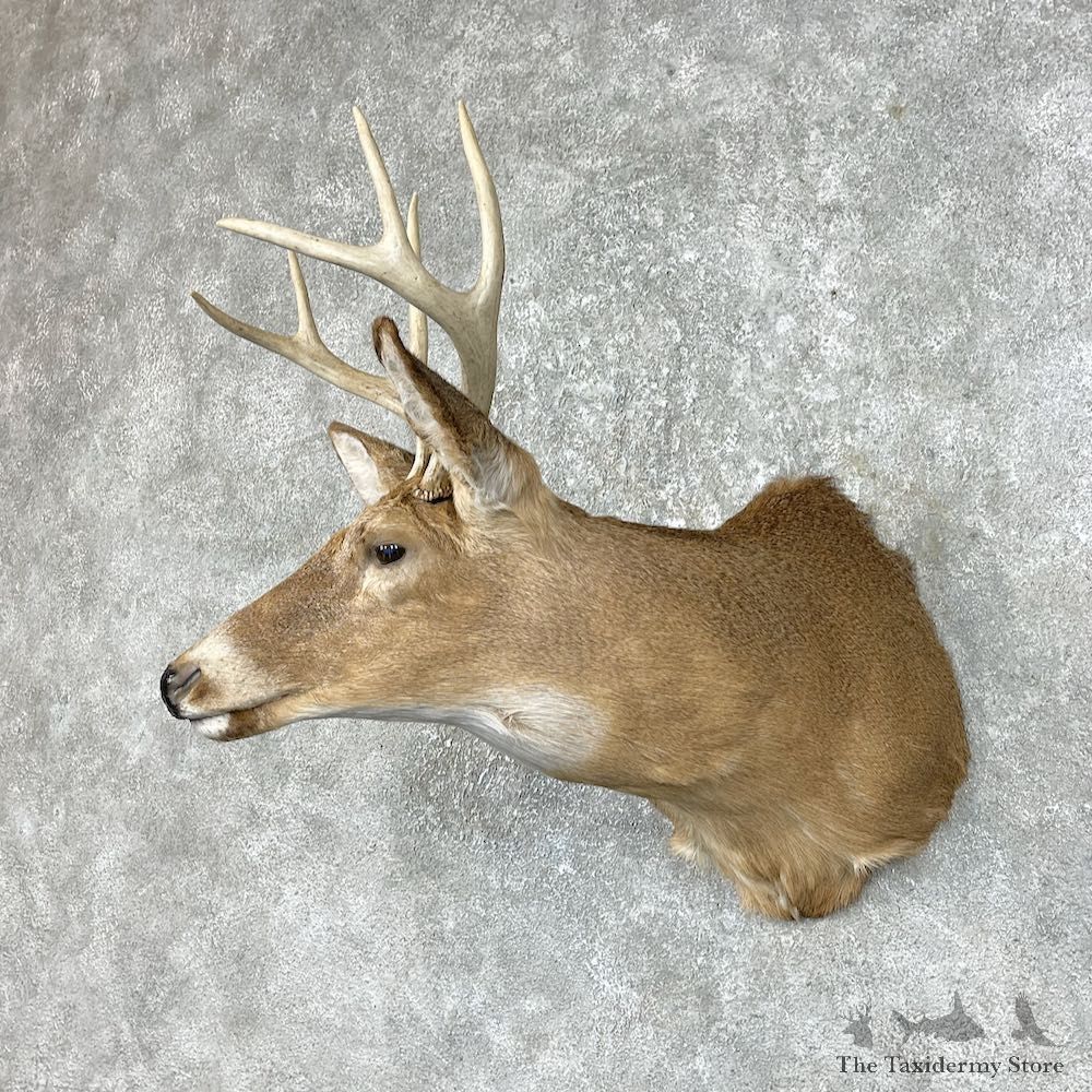 Whitetail Deer Taxidermy Shoulder Mount For Sale #25305 @ The Taxidermy Store