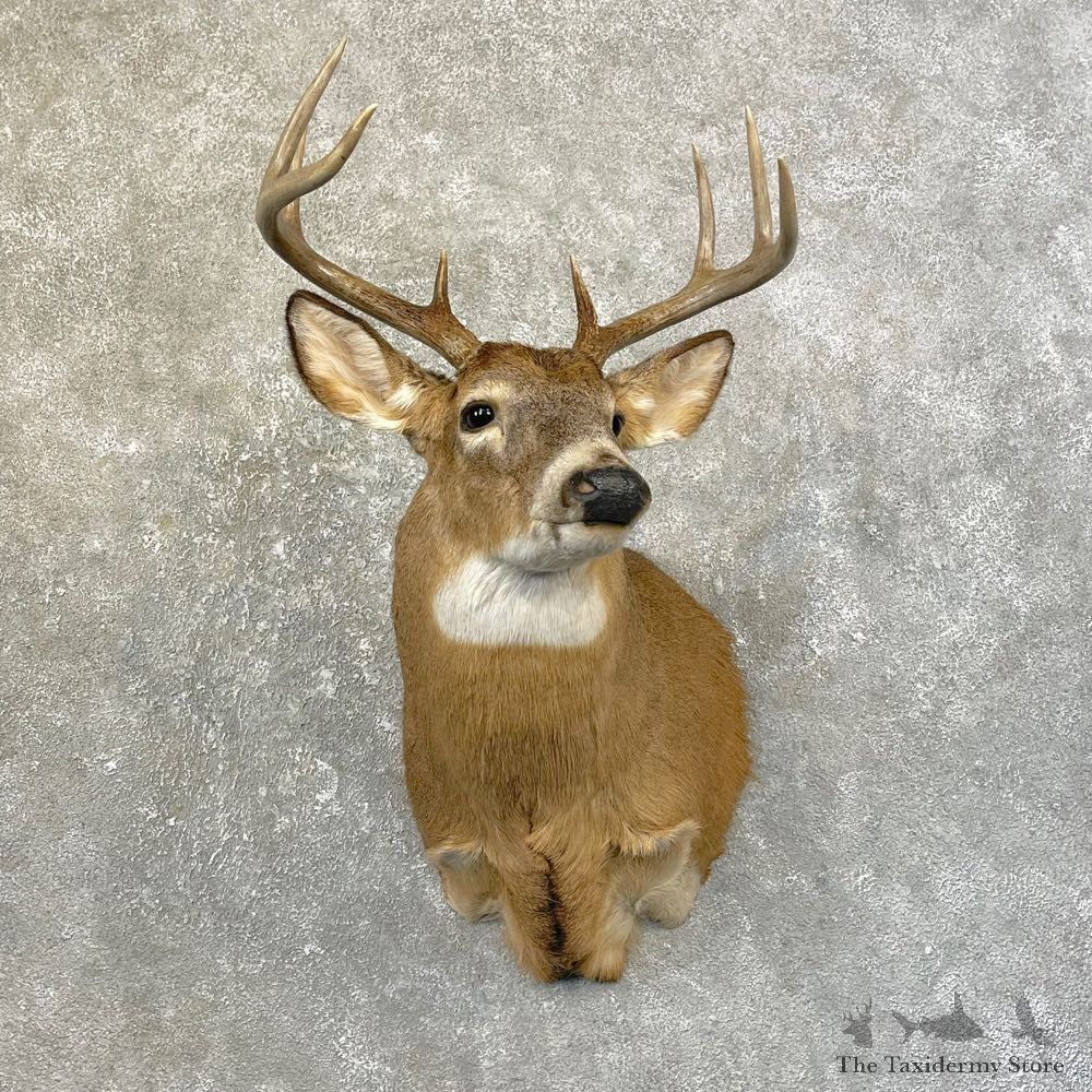 Whitetail Deer Taxidermy Shoulder Mount For Sale #25176 @ The Taxidermy Store