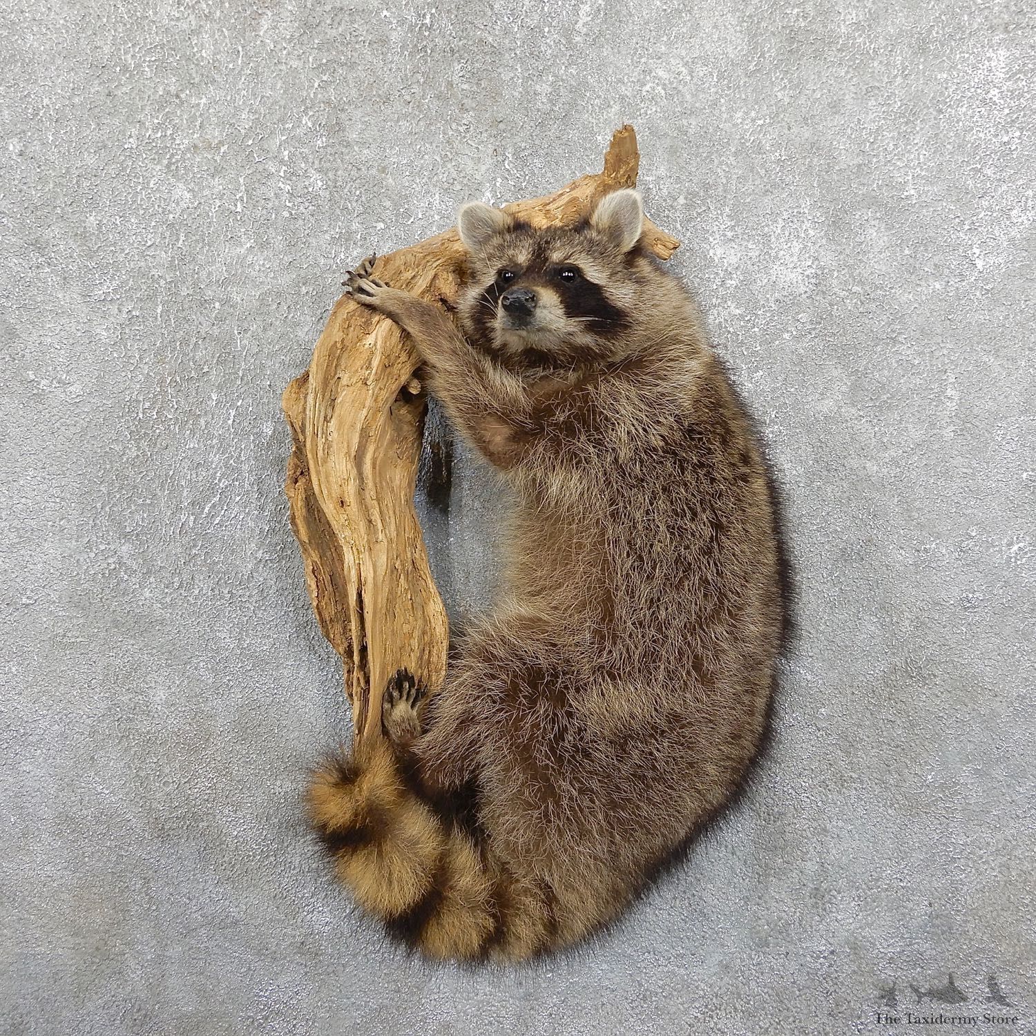 Wall-Hanging Raccoon Mount For Sale #19527 @ The Taxidermy Store