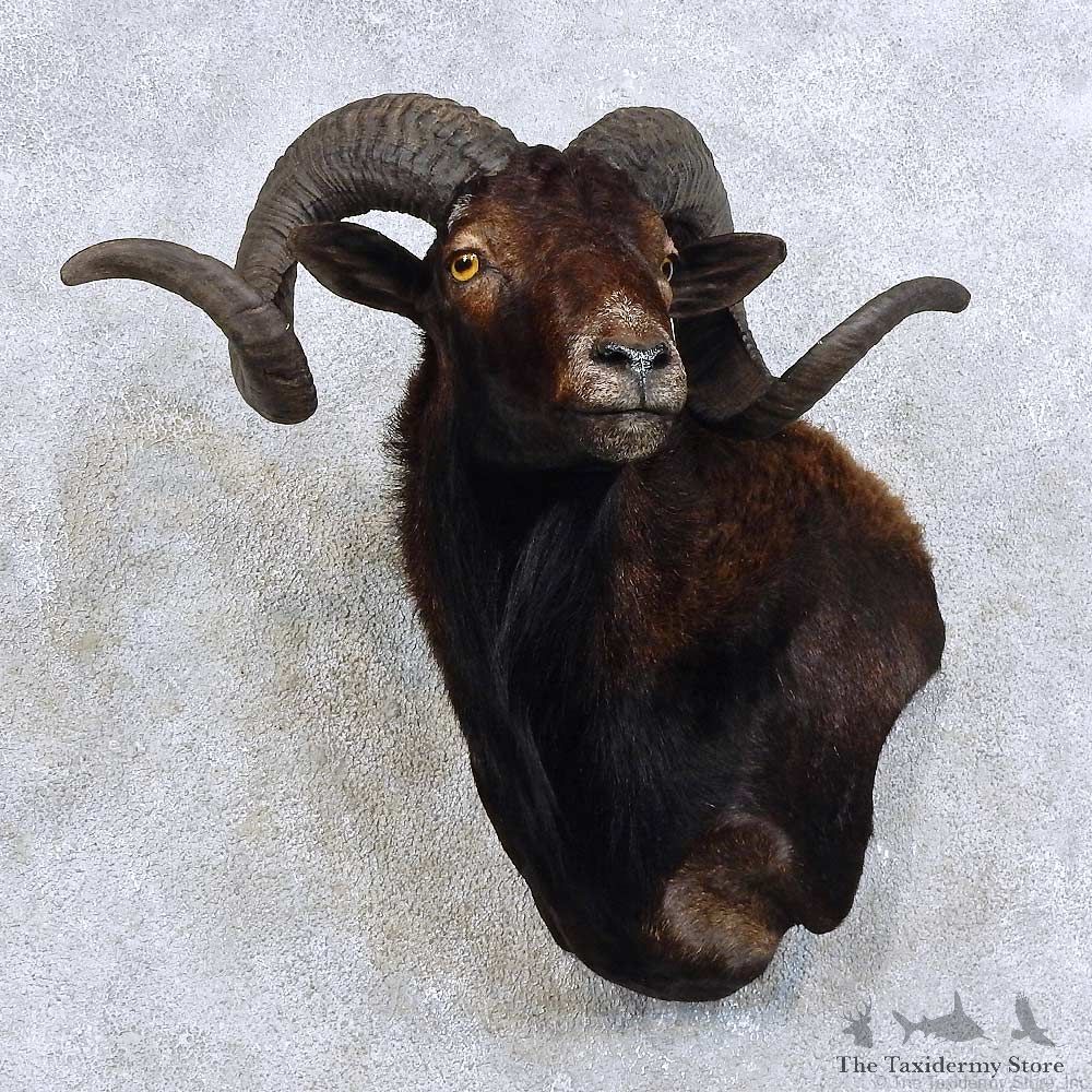 Black Hawaiian Ram Shoulder Mount For Sale #15874 @ The Taxidermy Store