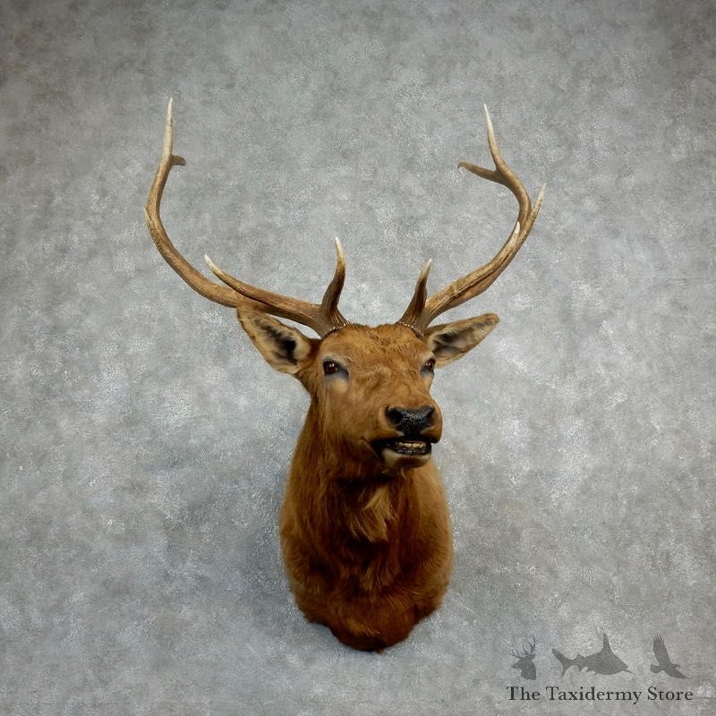 Rocky Mountain Elk Shoulder Mount For Sale #18224 @ The Taxidermy Store