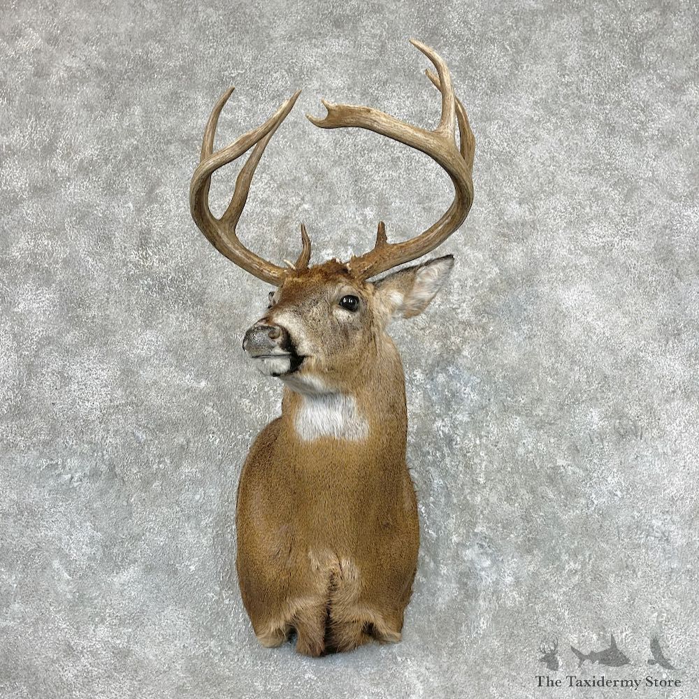 Whitetail Deer Shoulder Mount For Sale #26935 @ The Taxidermy Store