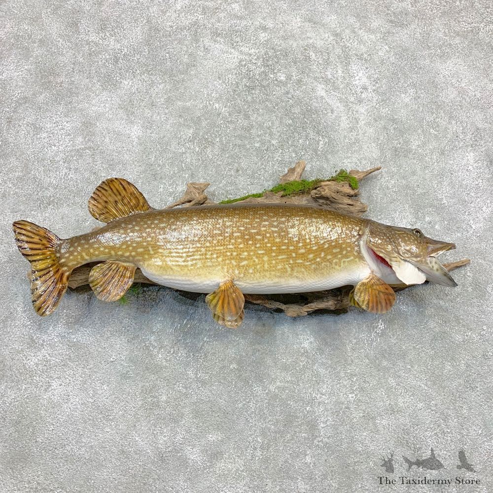 Northern Pike Fish Taxidermy Mount For Sale #22079 @ The Taxidermy Store