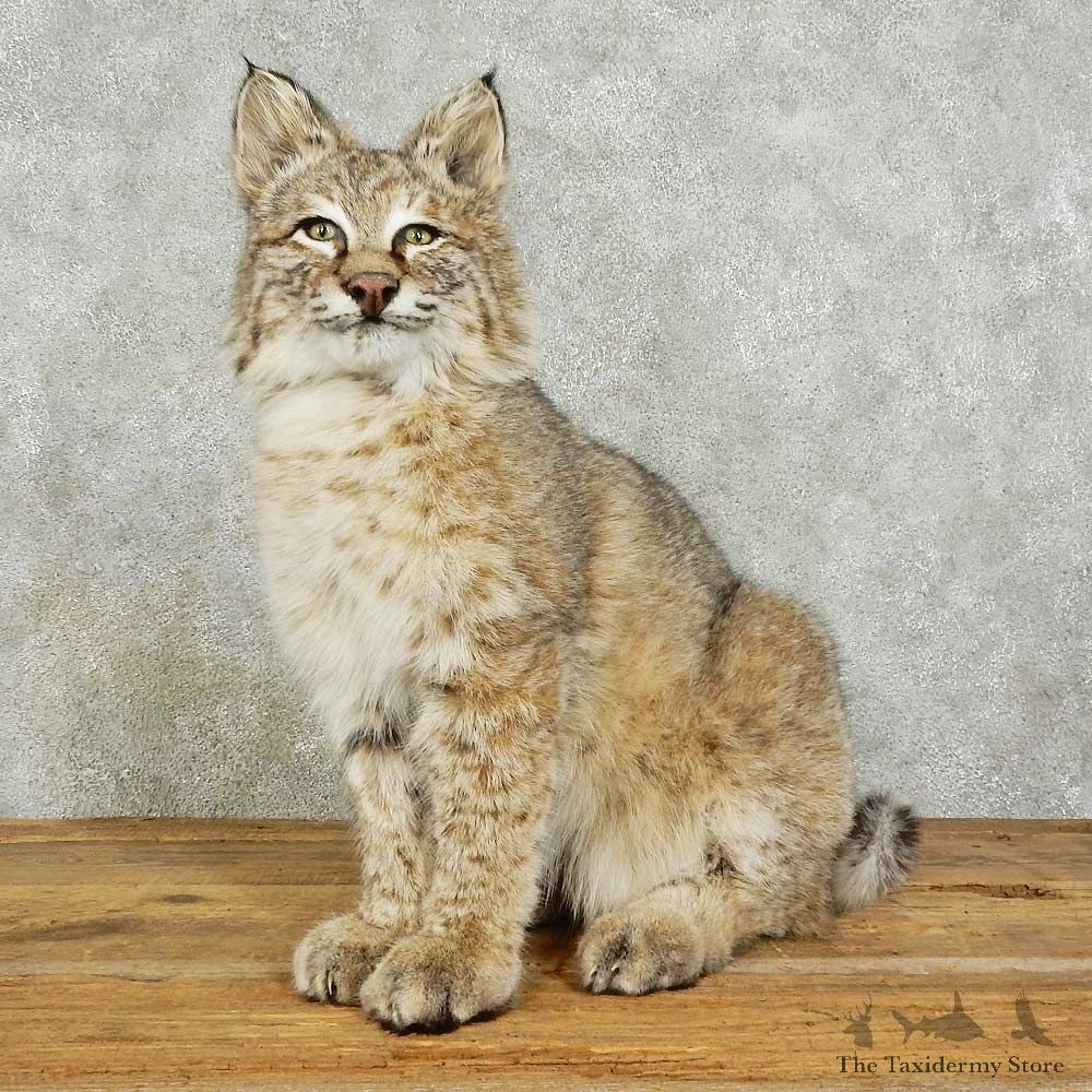Bobcat Life-Size Mount For Sale #16034 @ The Taxidermy Store