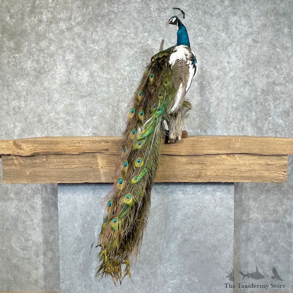 Pied Blue Indian Peacock Bird Mount For Sale #25281 @ The Taxidermy Store