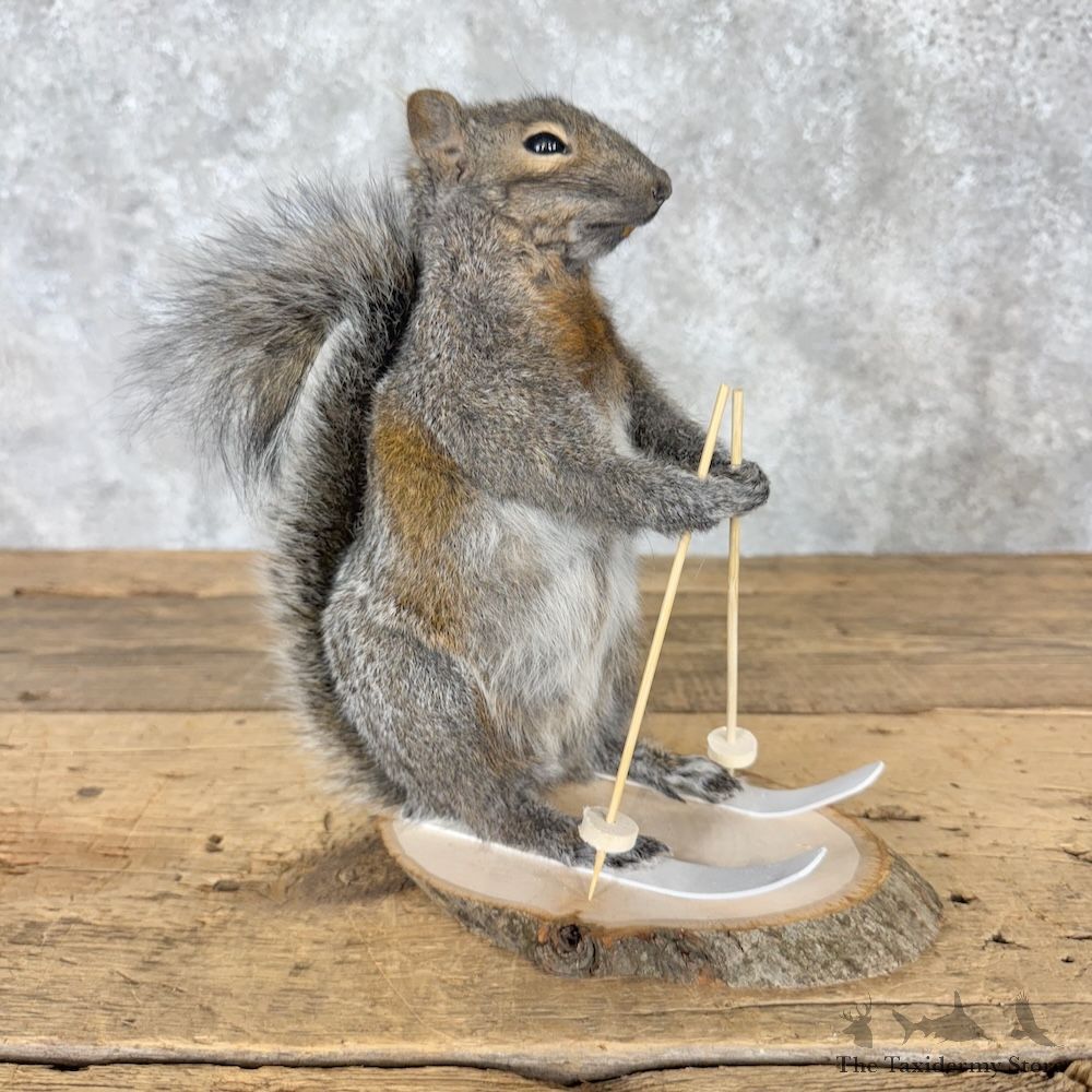 Skiing Squirrel Novelty Mount For Sale #30209 @ The Taxidermy Store