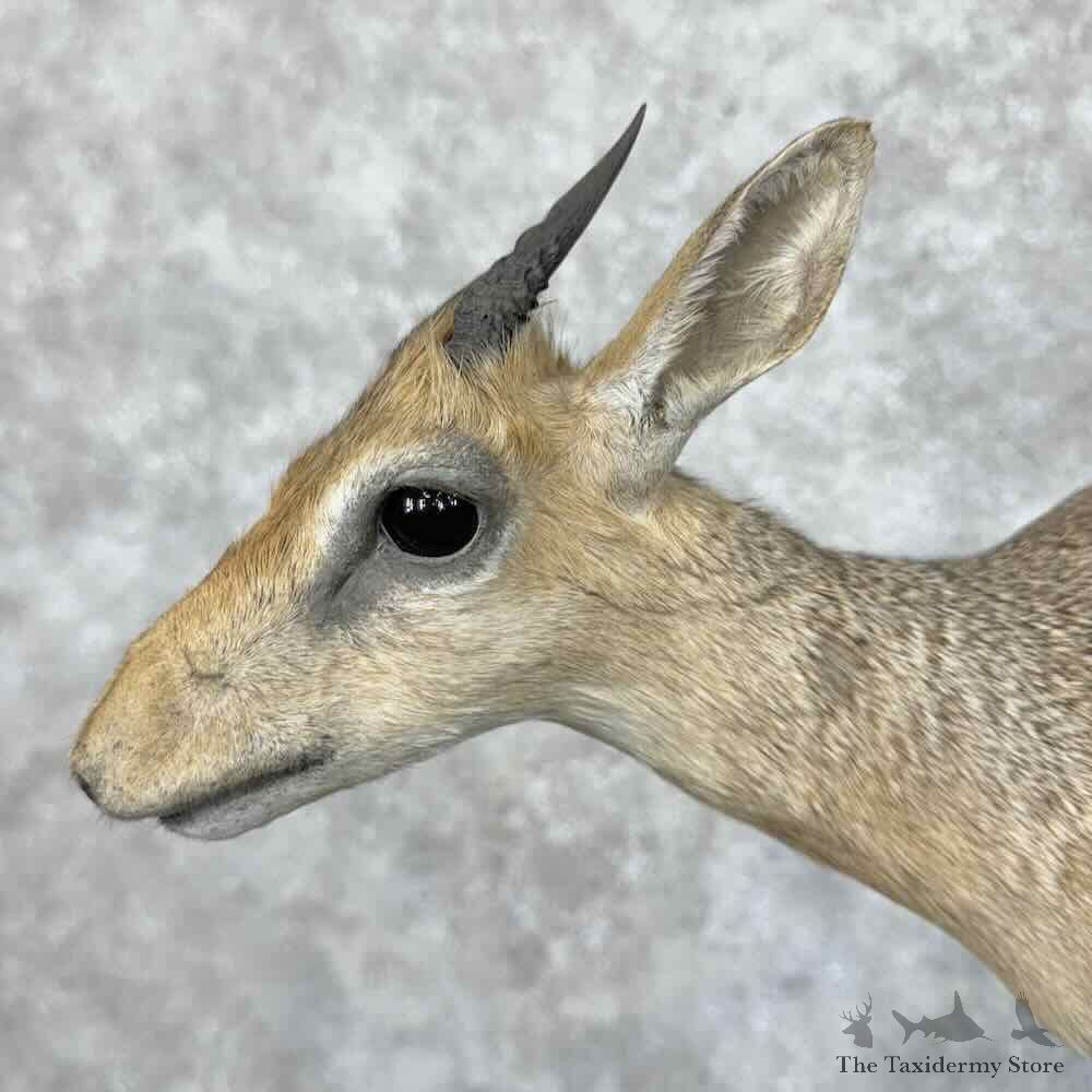 Kirks Dik-Dik Life-Size Mount For Sale #31148 @ The Taxidermy Store