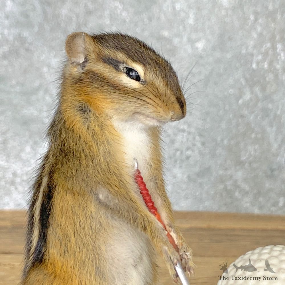 Golfing Squirrel Novelty Mount For Sale #22626 @ The Taxidermy Store