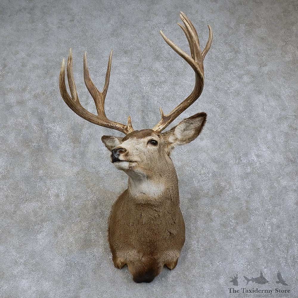Mule Deer Shoulder Mount For Sale #15741 @ The Taxidermy Store