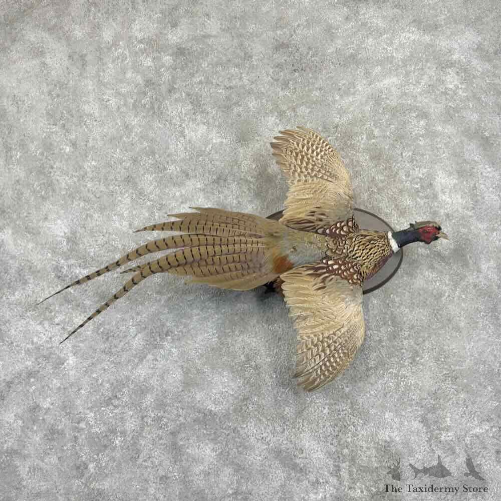 Ringneck Pheasant Bird Mount For Sale #31576 @ The Taxidermy Store