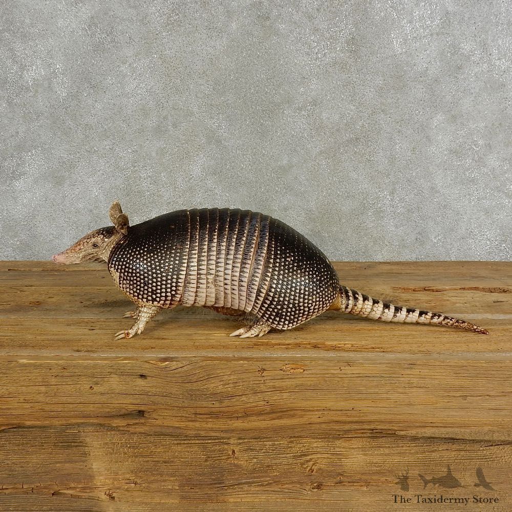 Armadillo Life-Size Mount For Sale #17054 @ The Taxidermy Stor