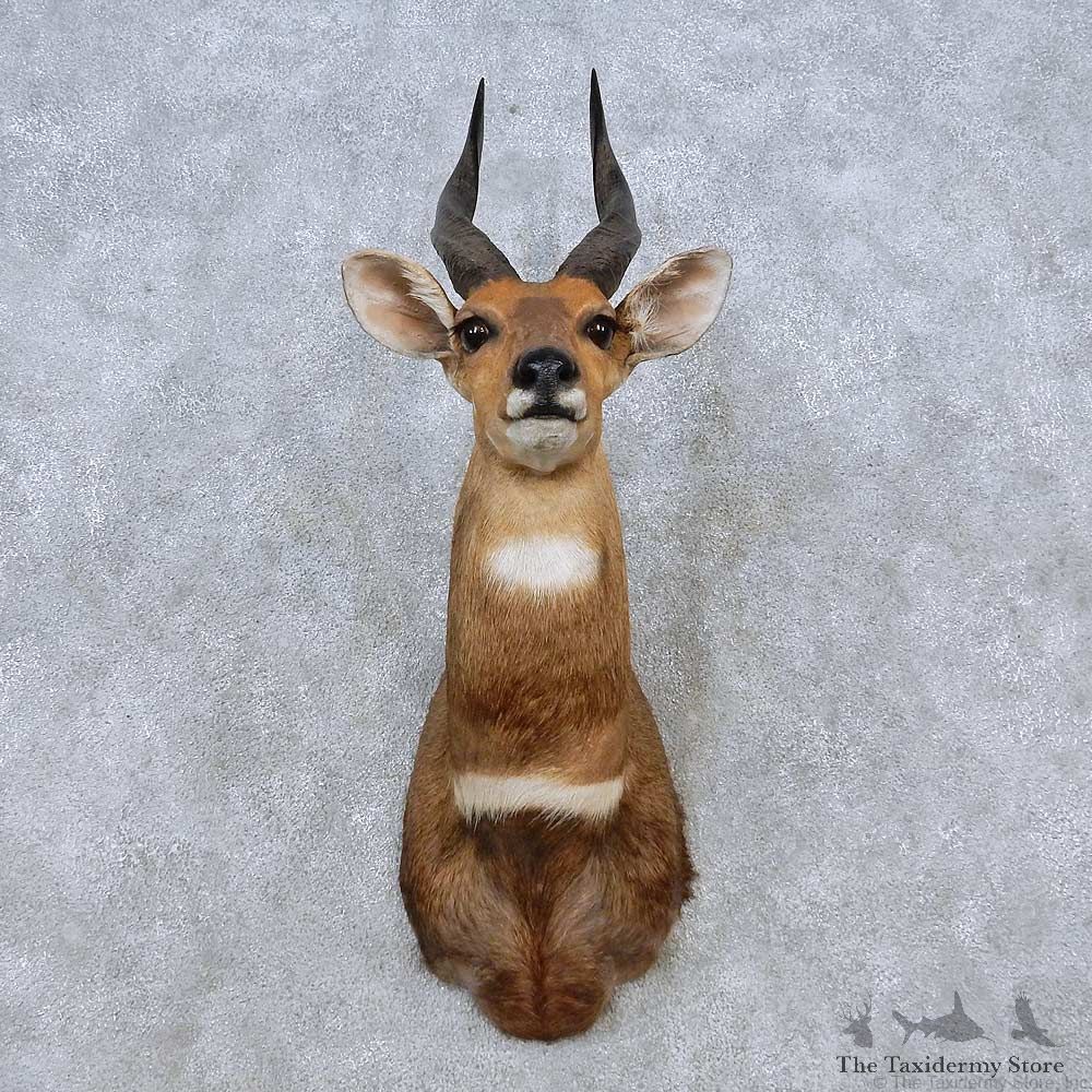 Limpopo Bushbuck Shoulder Mount For Sale #14559 @ The Taxidermy Store