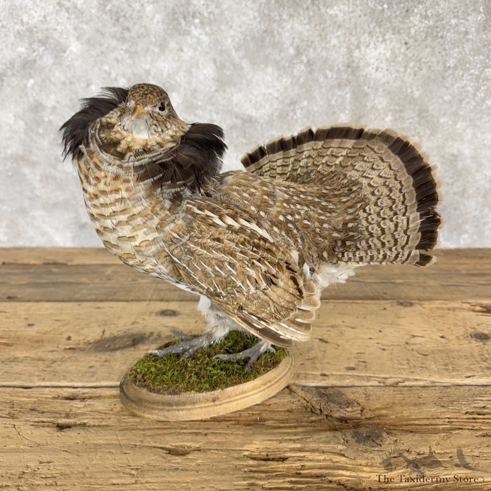 Ruffed Grouse Bird Mount For Sale #30304 @ The Taxidermy Store