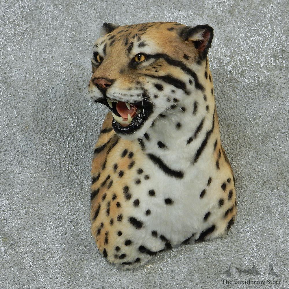 Male Ocelot Taxidermy Shoulder Mount #12903 For Sale @ The Taxidermy Store