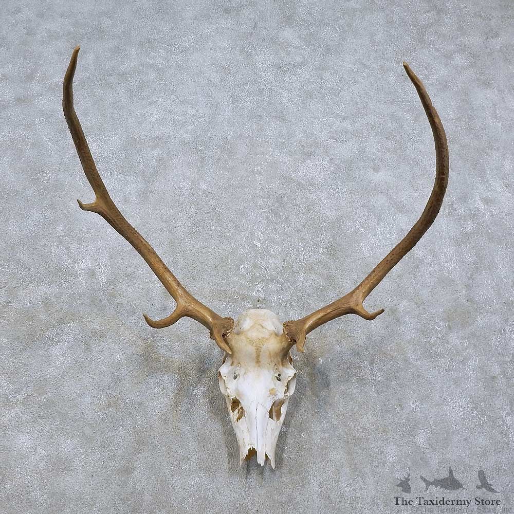 Elk Skull & Antler European Mount For Sale #15815 @ The Taxidermy Store