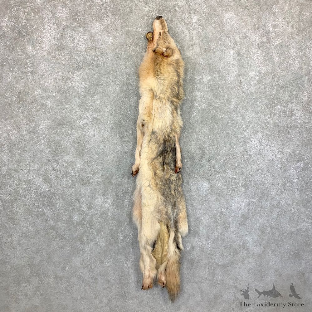 Alaskan Yukon Wolf Tanned Hide For Sale #22882 @ The Taxidermy Store