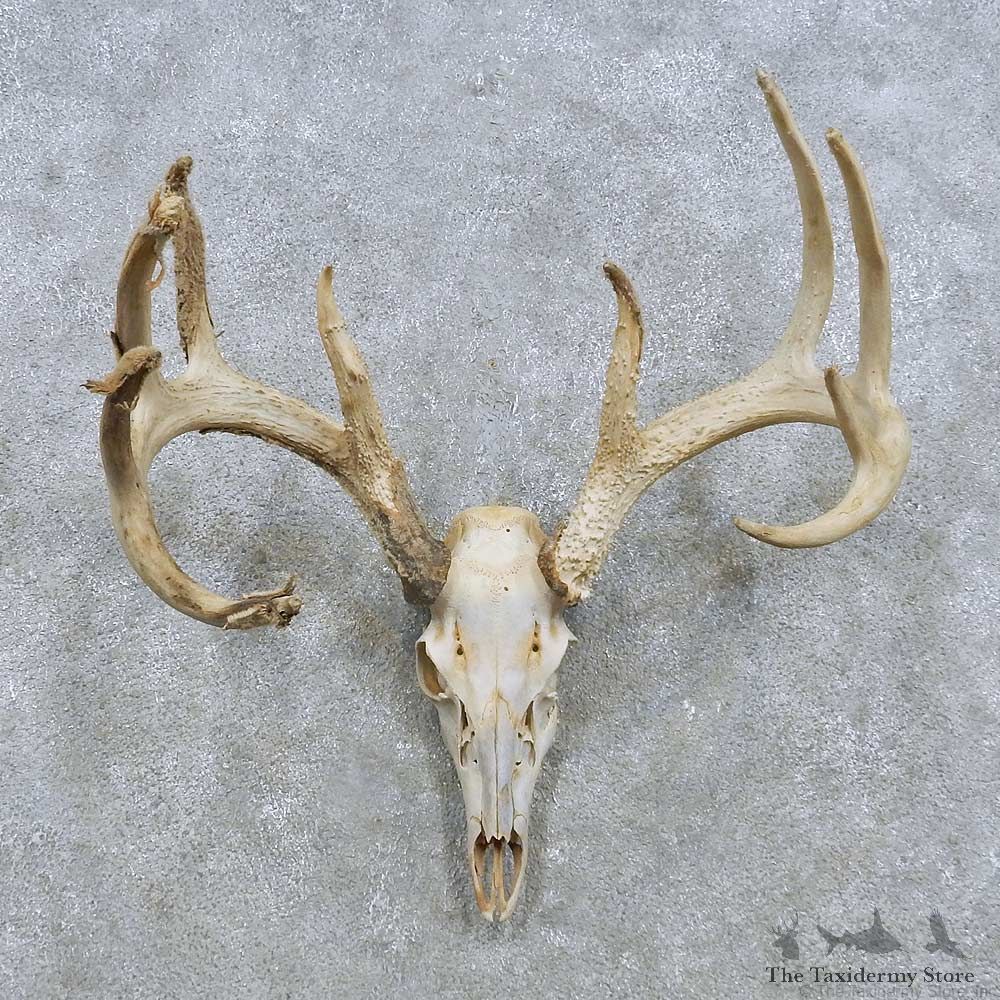 Whitetail Deer Antler Mount For Sale #15142 @ The Taxidermy Store