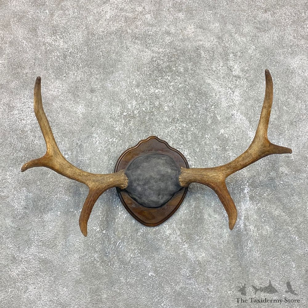 Cervine Moose Antler Plaque For Sale #23696 @ The Taxidermy Store
