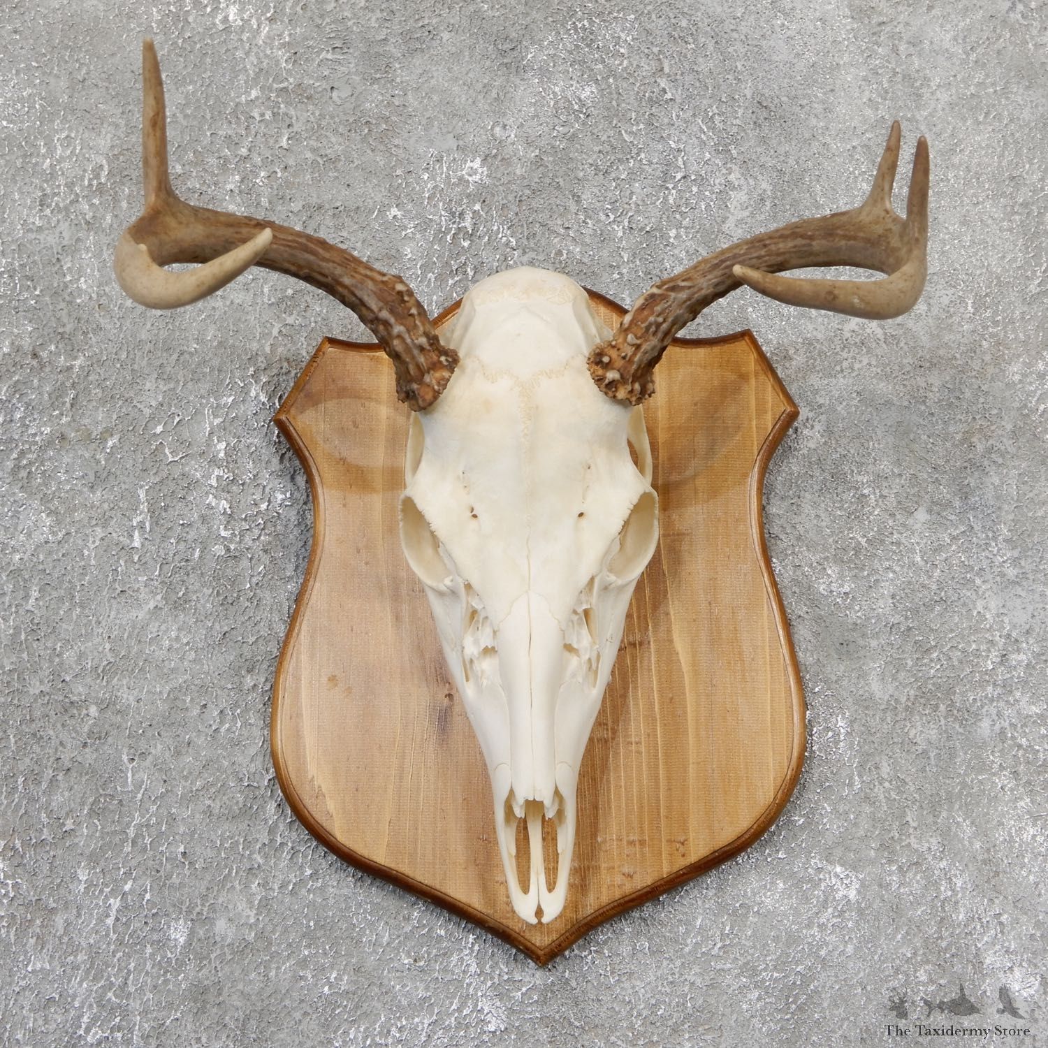 Whitetail Deer Skull European Mount For Sale #19324 @ The Taxidermy Store