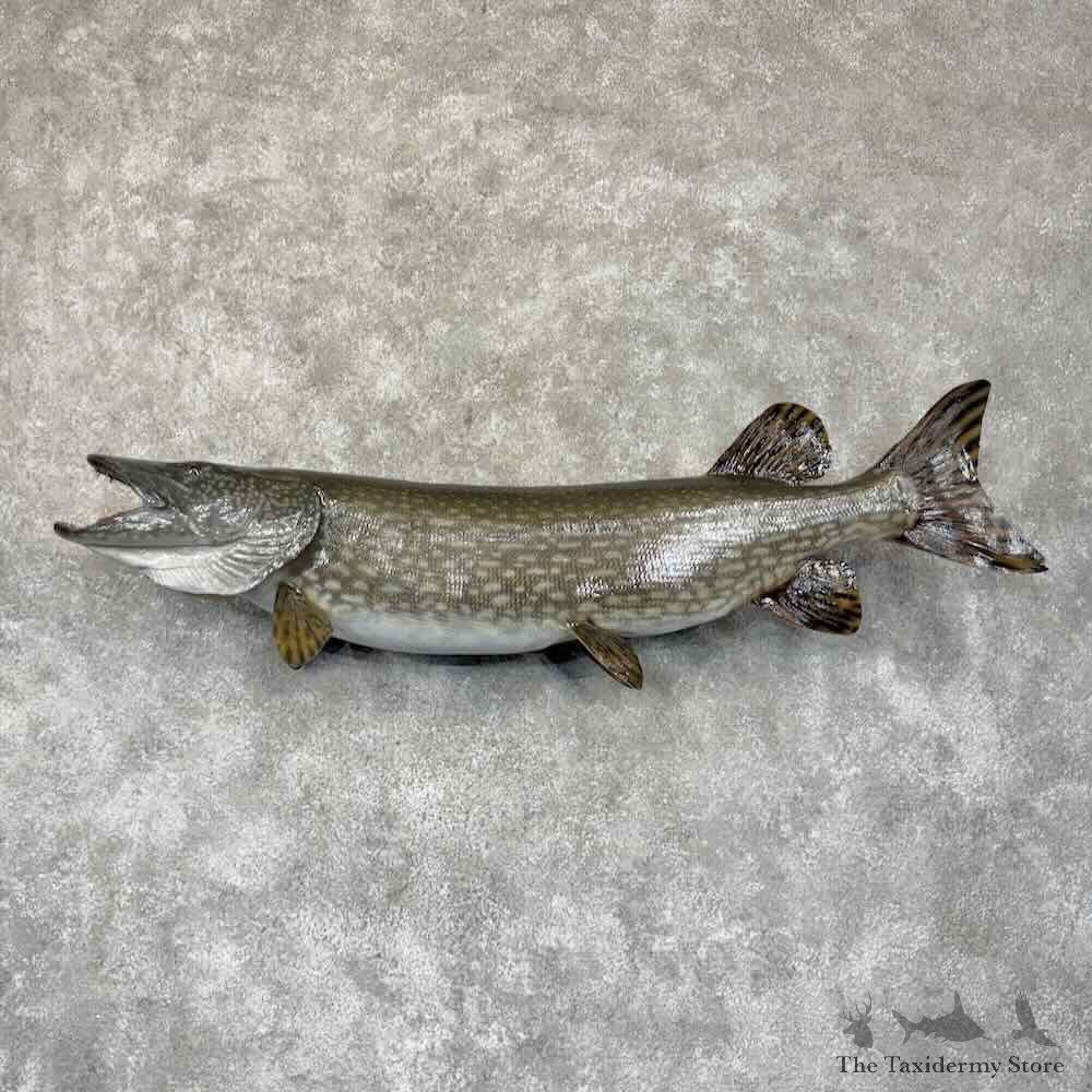 Northern Pike Fish Mount For Sale #31899 @ The Taxidermy Store