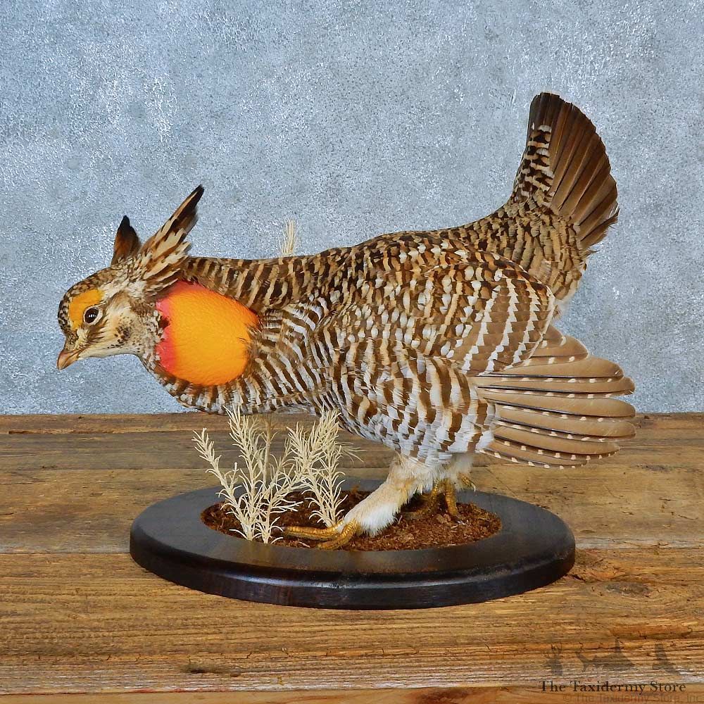Greater Prairie Chicken Bird Mount For Sale #15564 @ The Taxidermy Store