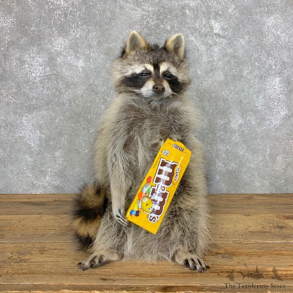 “M&M" Raccoon Mount For Sale #23057 @ The Taxidermy Store