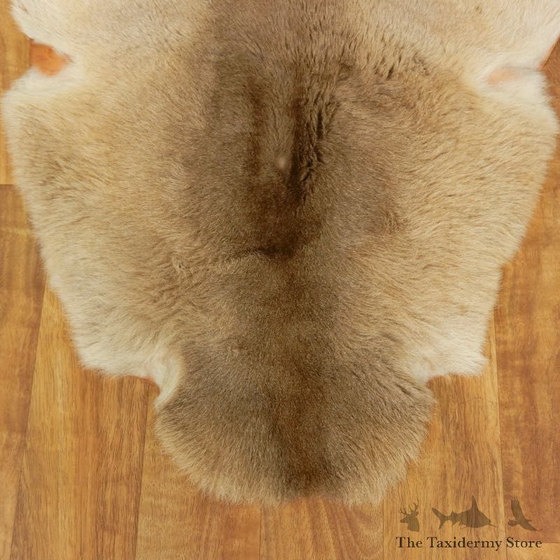 Kangaroo Hide Taxidermy Tanned Skin For Sale #17460 @ The Taxidermy Store
