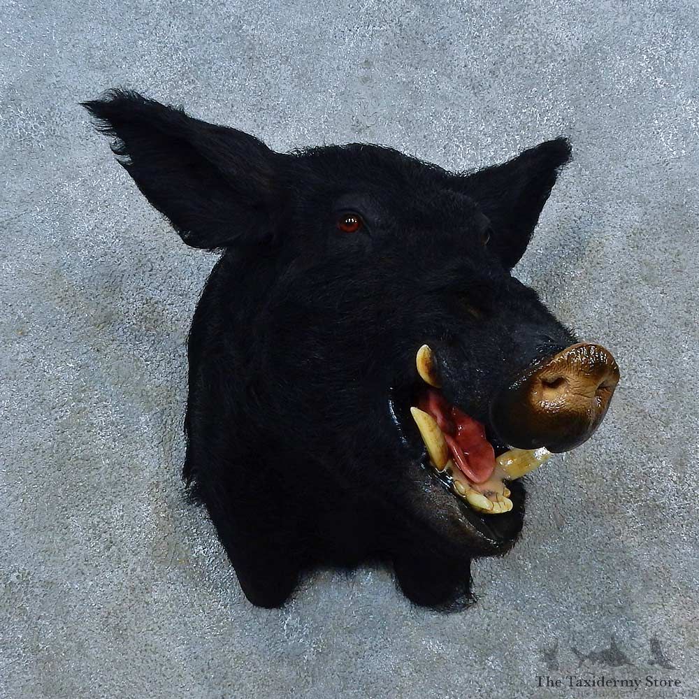 Black Boar Shoulder Mount For Sale #15533 @ The Taxidermy Store