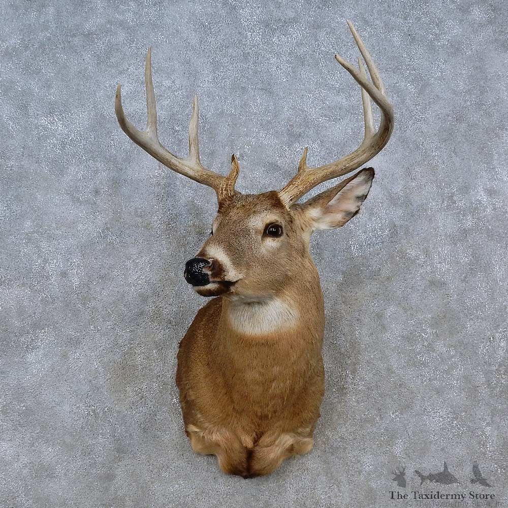 Whitetail Deer Shoulder Mount For Sale #15249 @ The Taxidermy Store