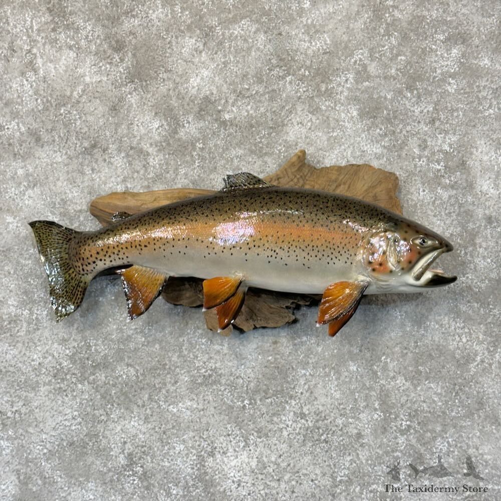 Rainbow Trout Fish Mount For Sale #28776 @ The Taxidermy Store