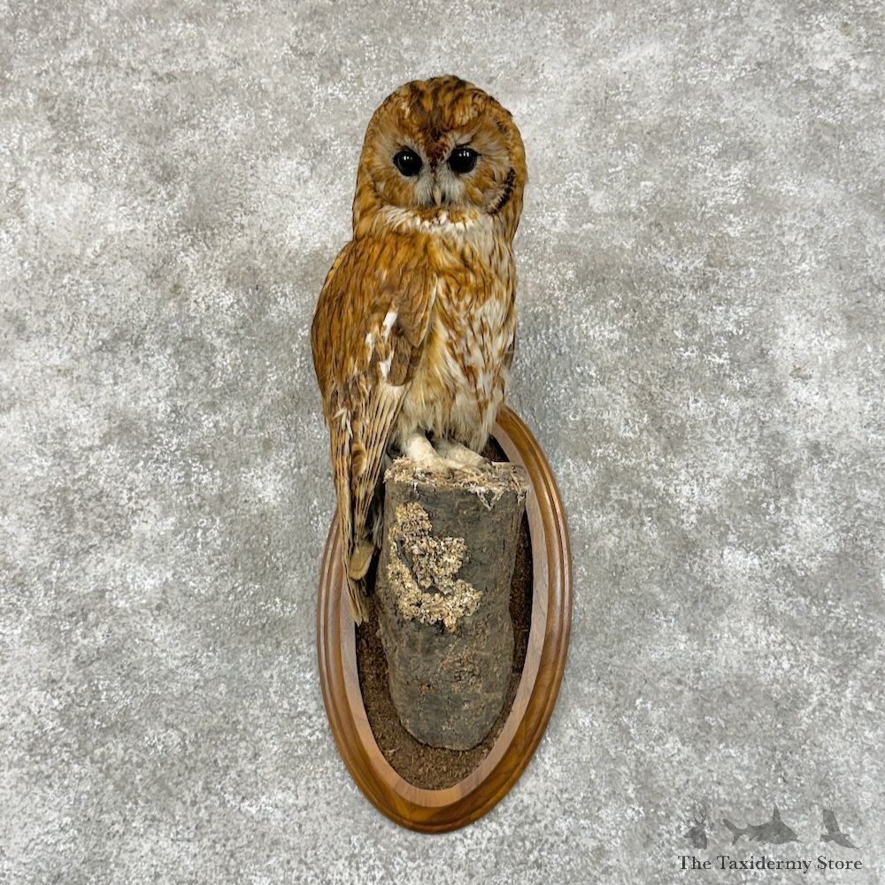 Tawny Owl Bird Mount For Sale #29693 @ The Taxidermy Store