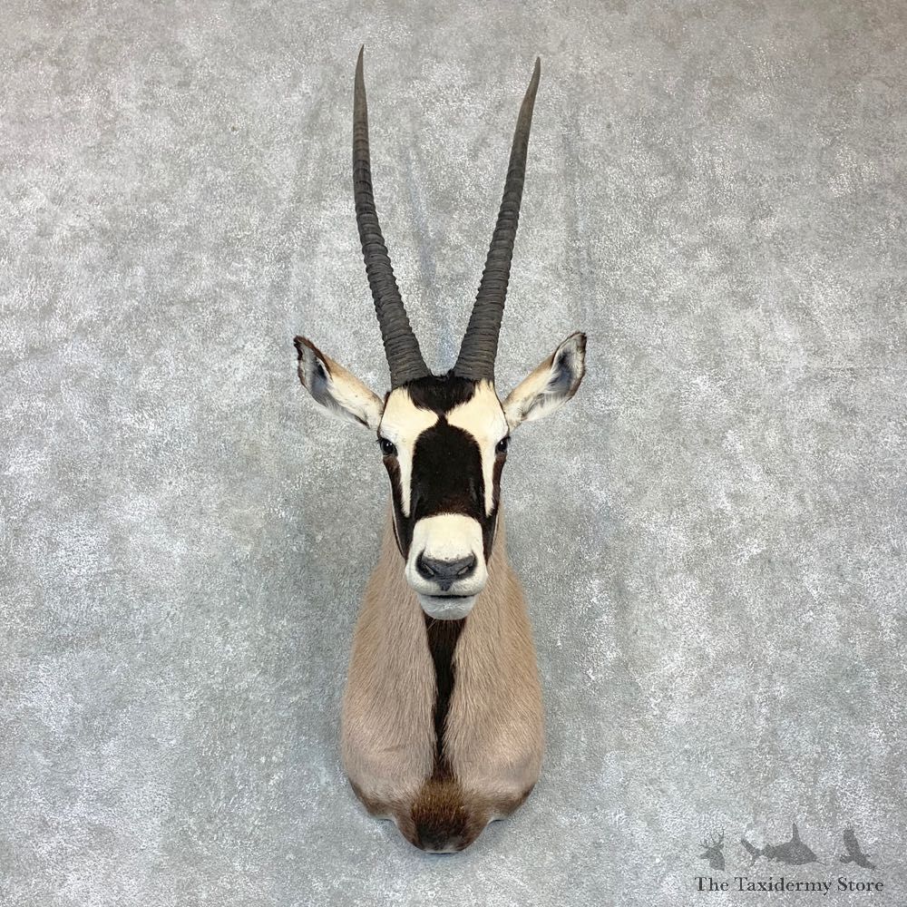 Kalahari Gemsbok Oryx Shoulder Mount For Sale #23135 @ The Taxidermy Store