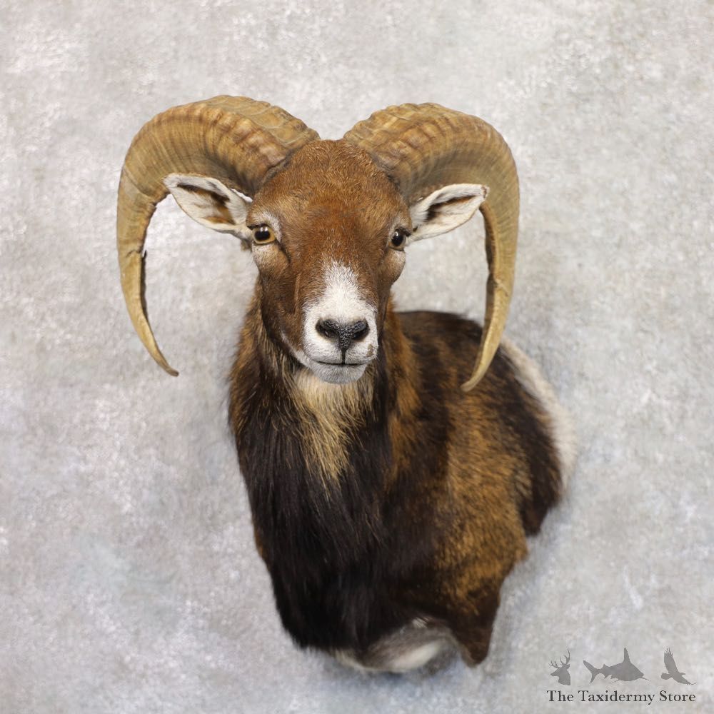 Mouflon Ram Wall Pedestal Mount For Sale #22159 @ The Taxidermy Store